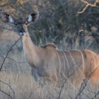 in the bush