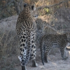 Mommy and her babies