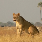 Hungry lioness
