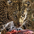 Leopard eating