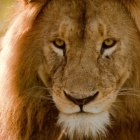 Male Lion of NgoroNgoro