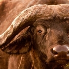 Cape Buffalo