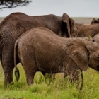 Elephants