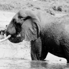 Kazinga Channel Elephant in Uganda