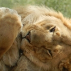 lion in Masai Mara