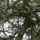 only leopard we seen
