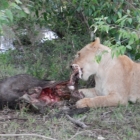 lioness with their kill