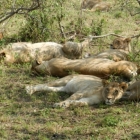 pride o 9 lions