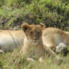 only cub we seen