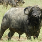 in kenya