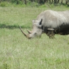 rhino in kenya