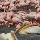pelicans and flamingos