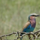 prettiest bird I ever seen