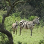 zebra with baby