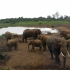 elephants at the ark getting water
