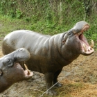pygmy hippos at the animal sanctuary Mt Kenya Safari club