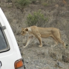 lioness by truck