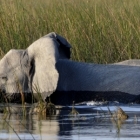 Mom and Baby Elephant crossing