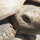 Overtaking a Tortoise
