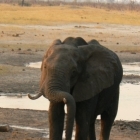 Tusks: for those days when your trunk is too heavy