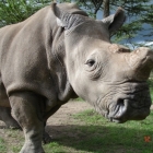 Rare Northern White Rhino - Ol Pejeta, Near Mount Kenya