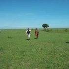 Walking in the  Mara with the Masai