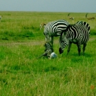 Welcome to the world! A zebra gives birth in front of us.