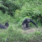 Chimp Sanctuary at Ol Pejeta