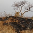 Sabi Sands Leopard