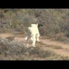 The White Lions of Sanbona