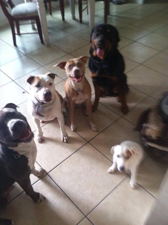 k9 solutions training