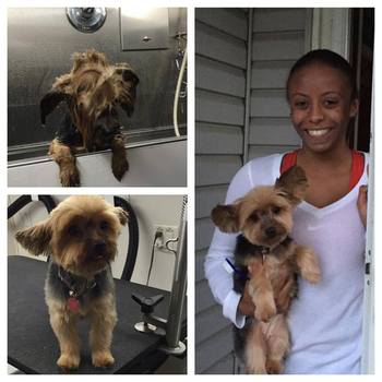 mobile pet grooming staten island
