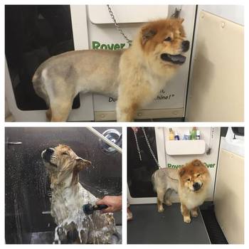 rover done over mobile dog grooming