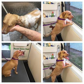 mobile pet grooming staten island