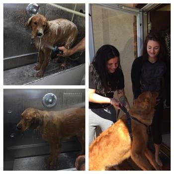 mobile pet grooming staten island