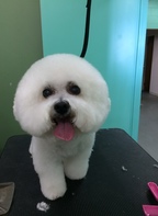 Amber's Mutt Hut and Marcie's Grooming