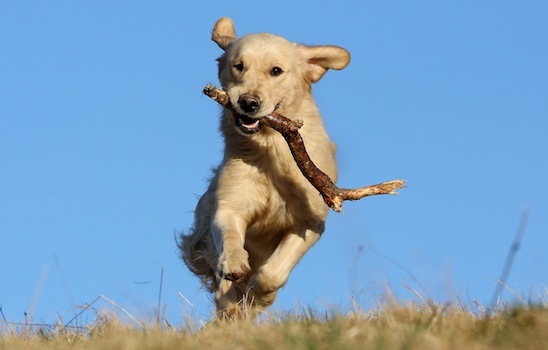 happy hounds pet care