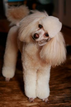 dog wash n go near me