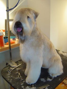 dog wash n go near me