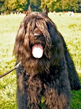 dog wash n go near me