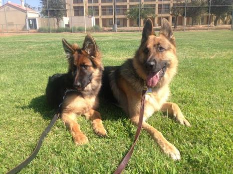 loyal k9 dog training