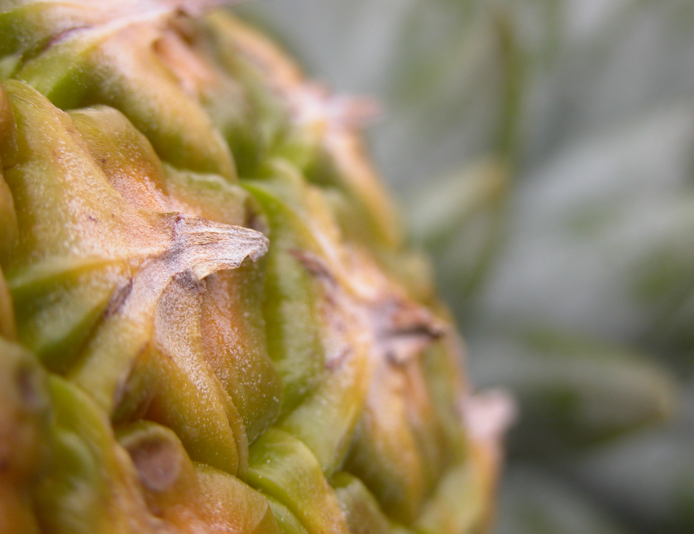 The Natural Pain Relief Miracle - Natural Health Response