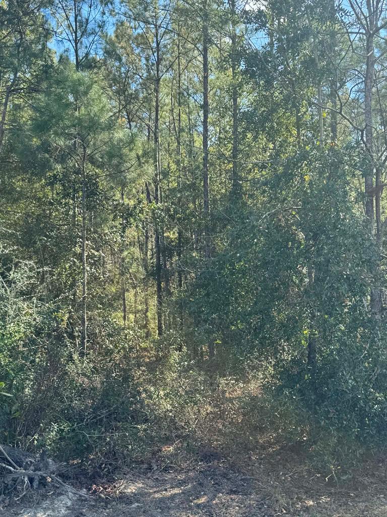 Photo of property for sale at 391 Jim Rish St Wewahitchka