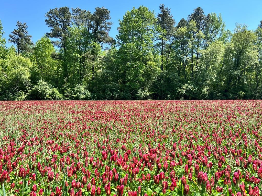 Western Branch Preserve