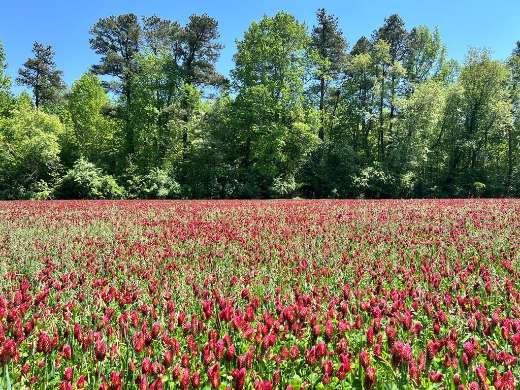 Western Branch Preserve