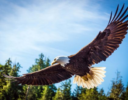 Chickens and Eagles Pt. 3