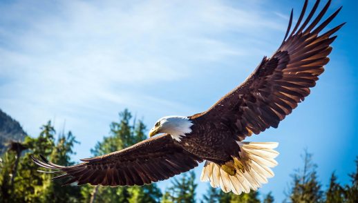 Chickens and Eagles Pt. 3