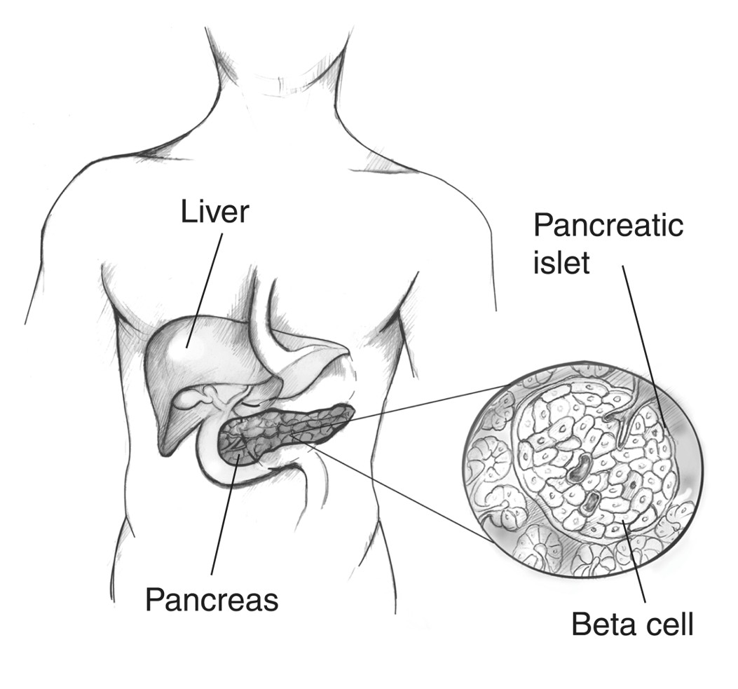 anatomical location of the pancreas