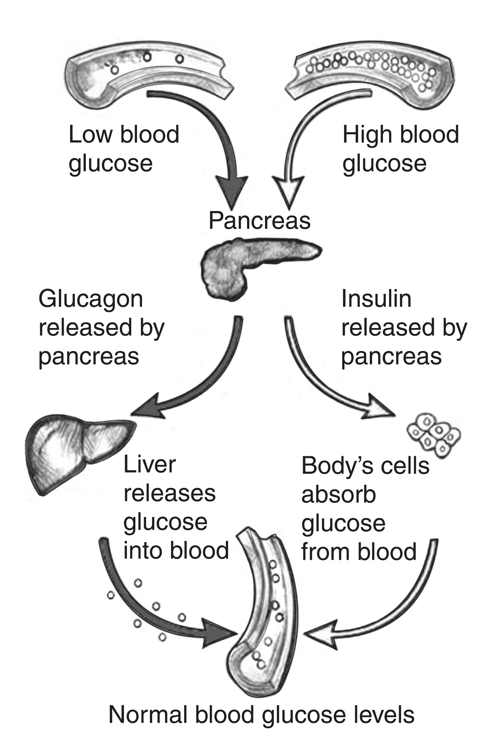 system of blood glucose regulation