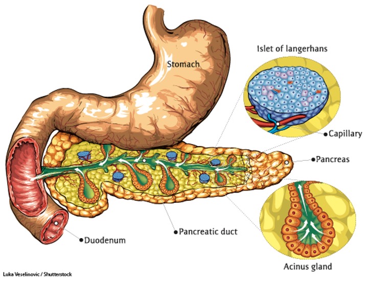 A diagram of the human stomachDescription automatically generated